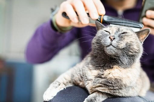 cat grooming