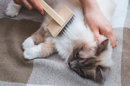 a person brushing a cat