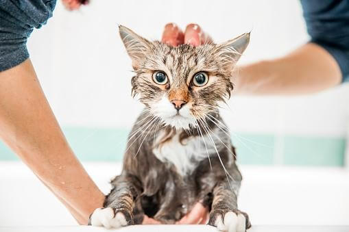 a wet cat being washed by a person