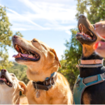 a group of dogs with their mouths open