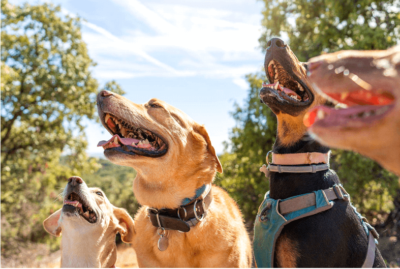 a group of dogs with their mouths open